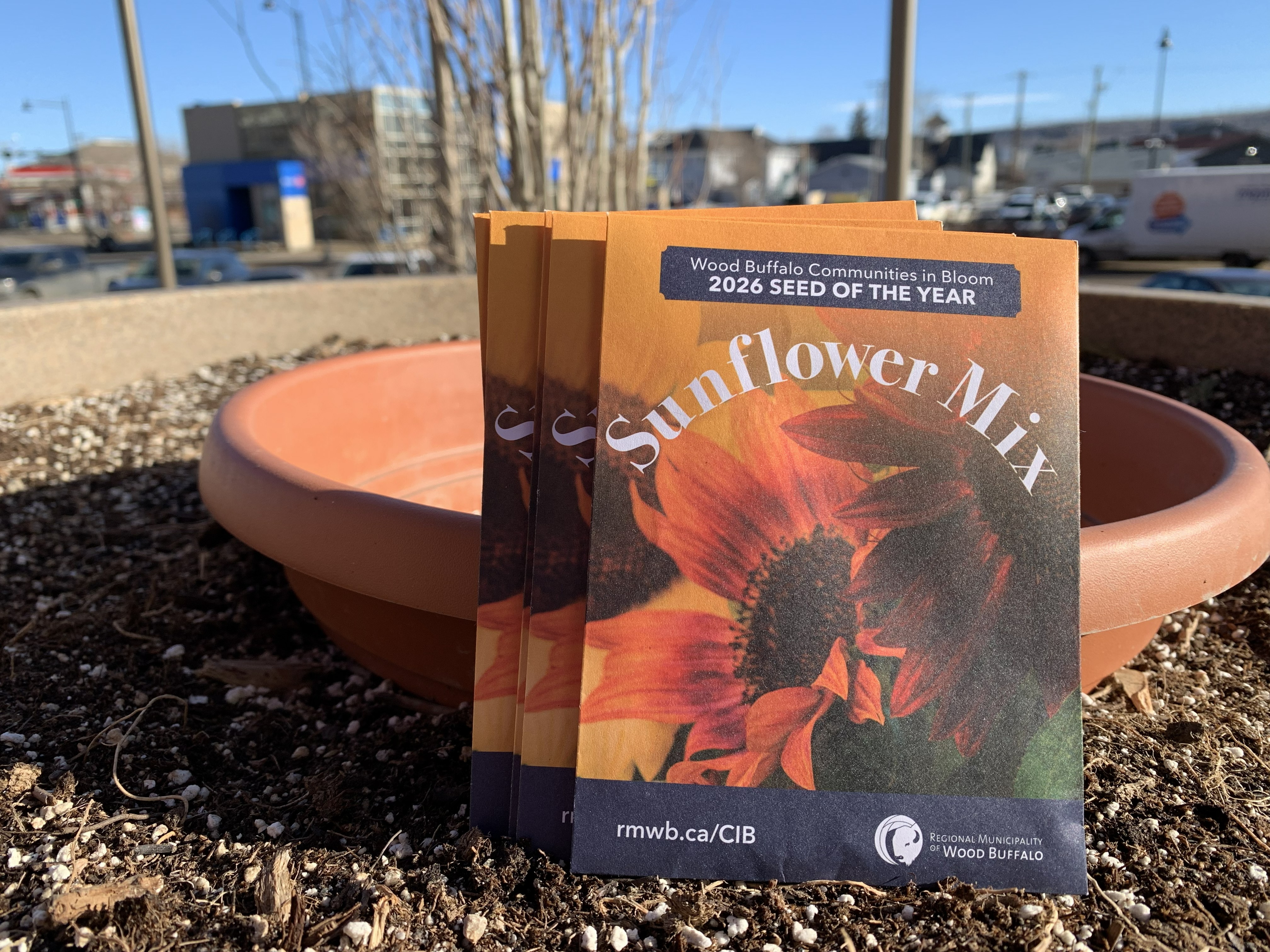 Seed of the Year 2026: Sunflower mix