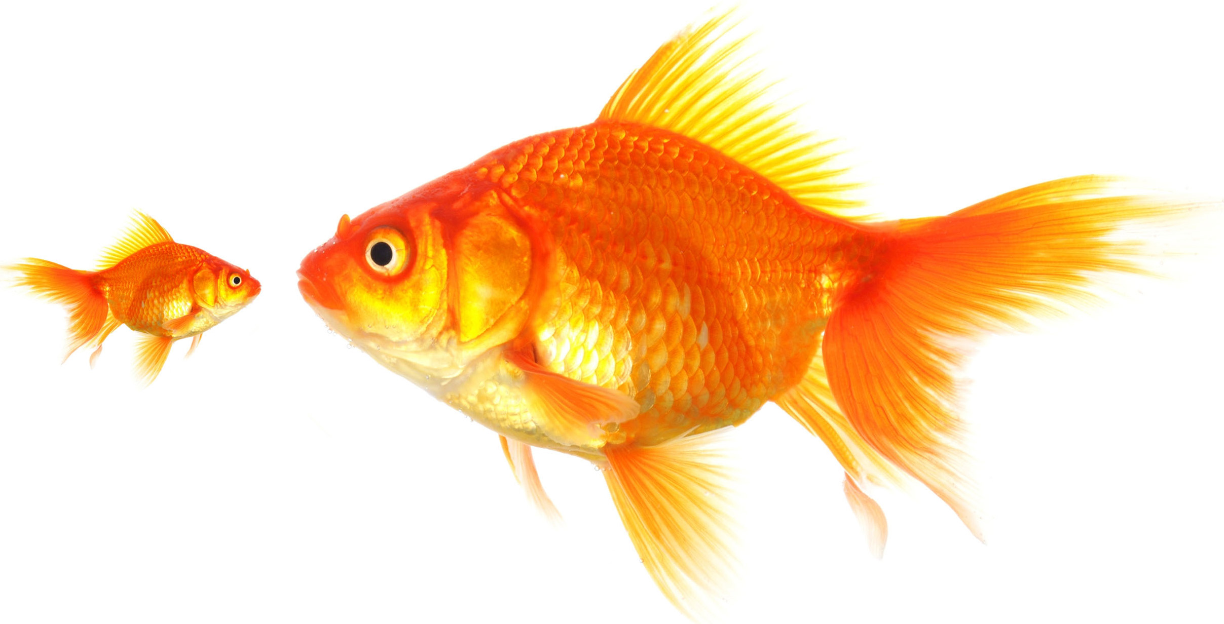 Oversized Gold Fish image
