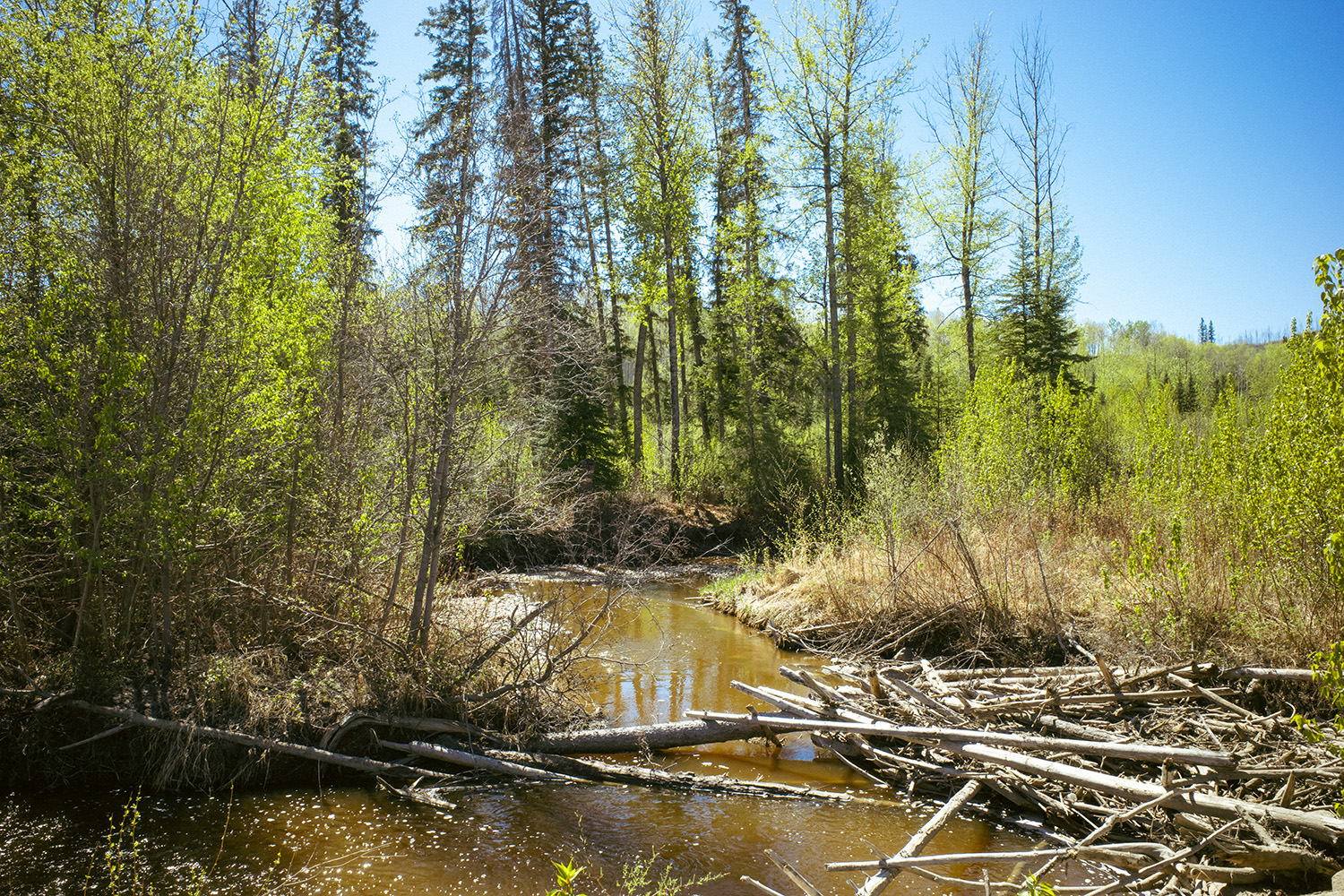 Photograph of river surrounded by trees and wood