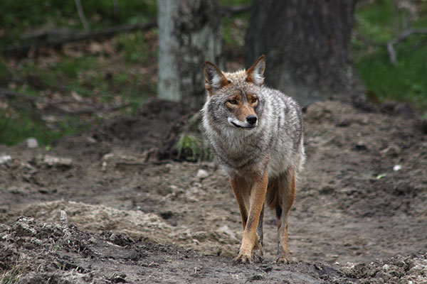 Coyote in forest