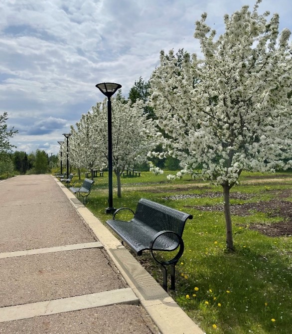 Photo of bench along a park path