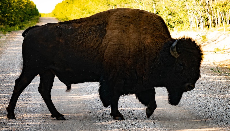 buffalo