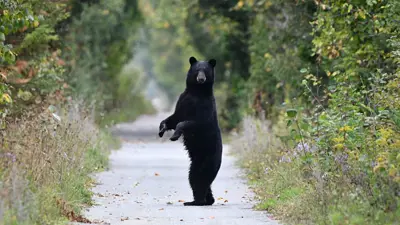 A bear standing up on a path