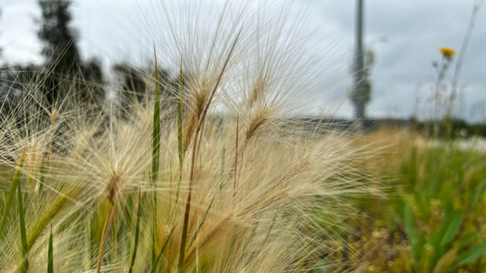 Picture of foxtail barley with its spiky fronds.