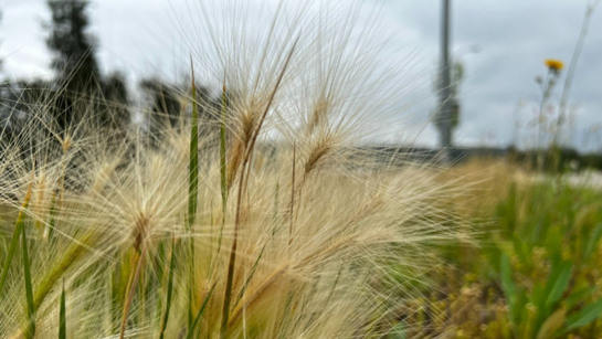 Picture of foxtail barley with its spiky fronds.