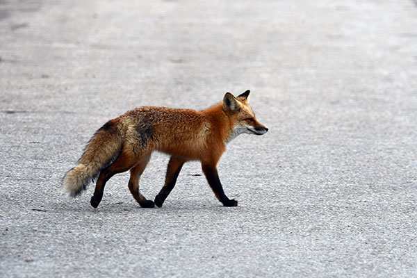 Fox on street
