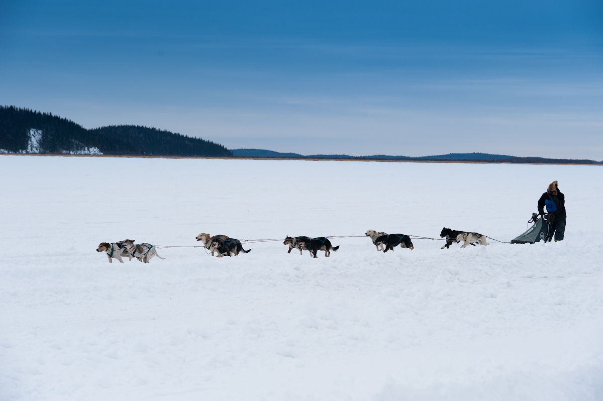 dog sled